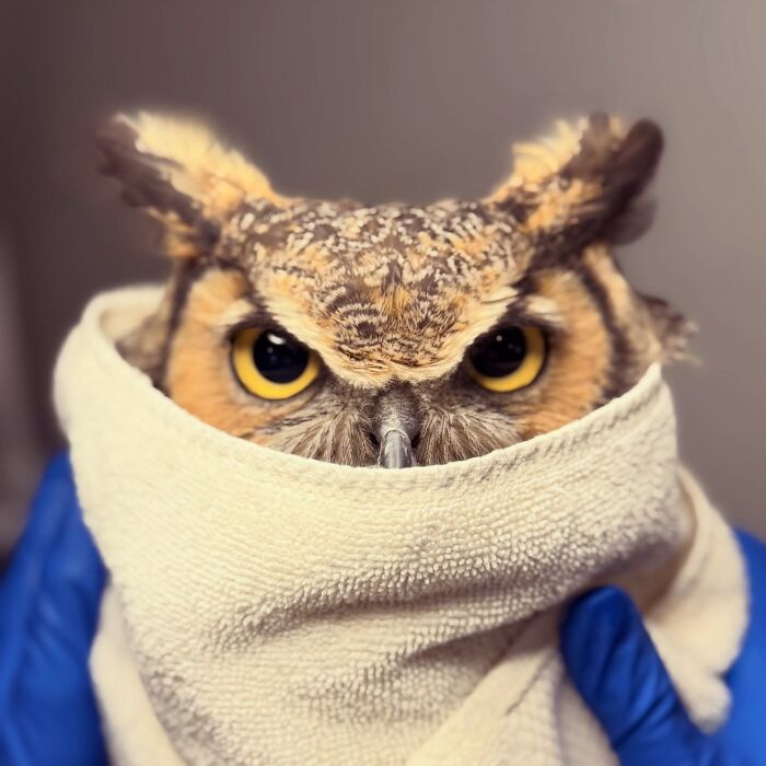Wait Till You See These Owls Snuggled Up Like Tiny Feathered Burritos!
