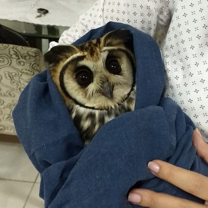 Wait Till You See These Owls Snuggled Up Like Tiny Feathered Burritos!