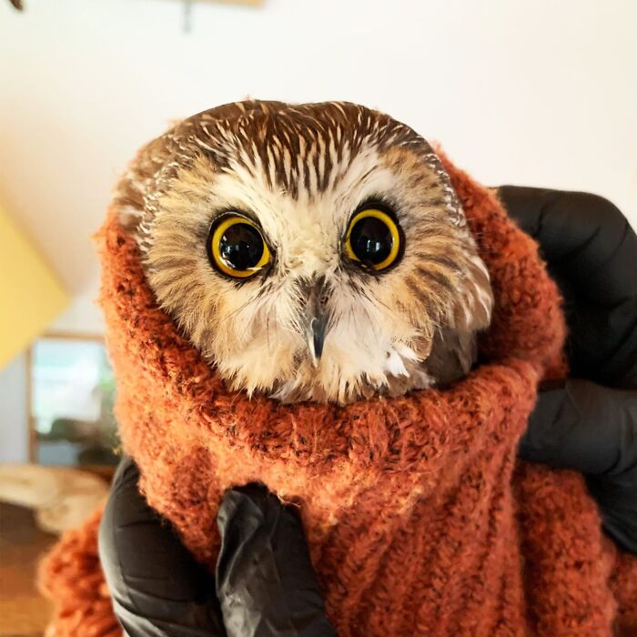 Wait Till You See These Owls Snuggled Up Like Tiny Feathered Burritos!