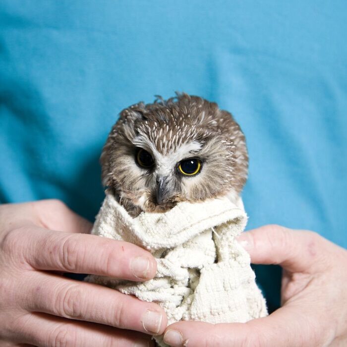 Wait Till You See These Owls Snuggled Up Like Tiny Feathered Burritos!