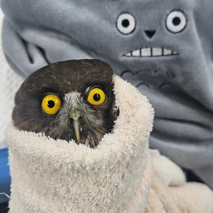 Wait Till You See These Owls Snuggled Up Like Tiny Feathered Burritos!