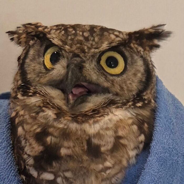 Wait Till You See These Owls Snuggled Up Like Tiny Feathered Burritos!
