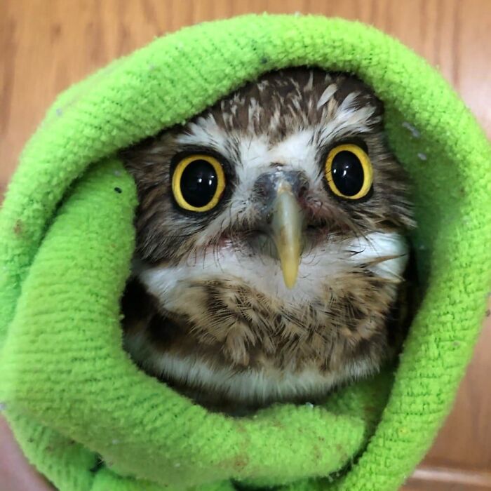 Wait Till You See These Owls Snuggled Up Like Tiny Feathered Burritos!