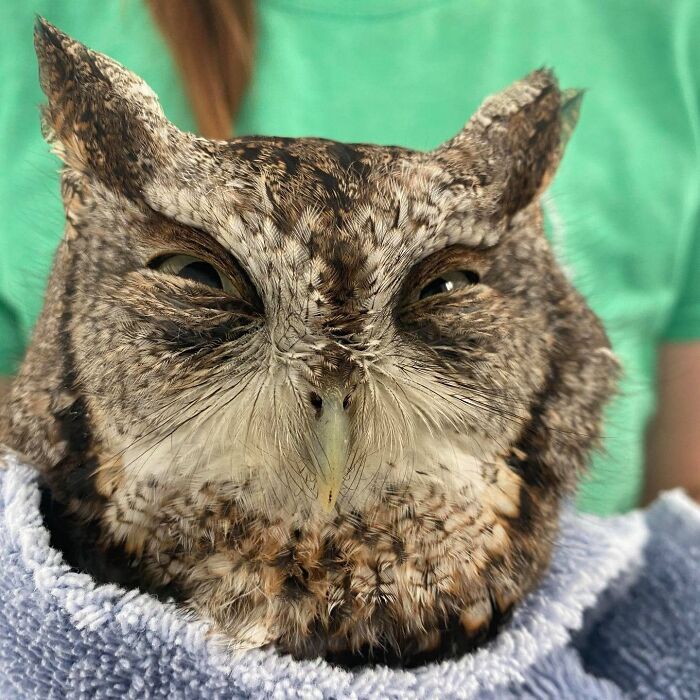 Wait Till You See These Owls Snuggled Up Like Tiny Feathered Burritos!