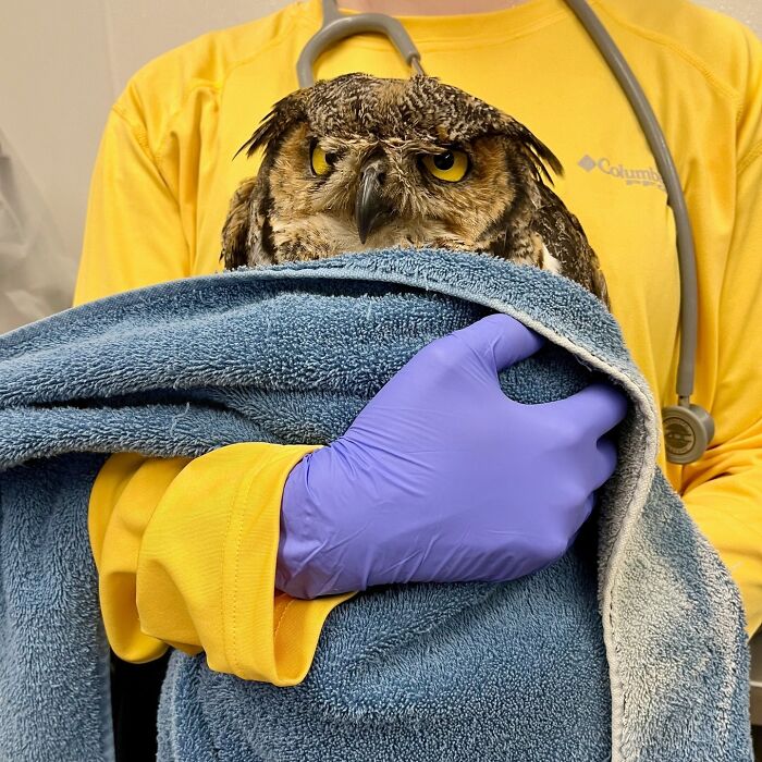 Wait Till You See These Owls Snuggled Up Like Tiny Feathered Burritos!