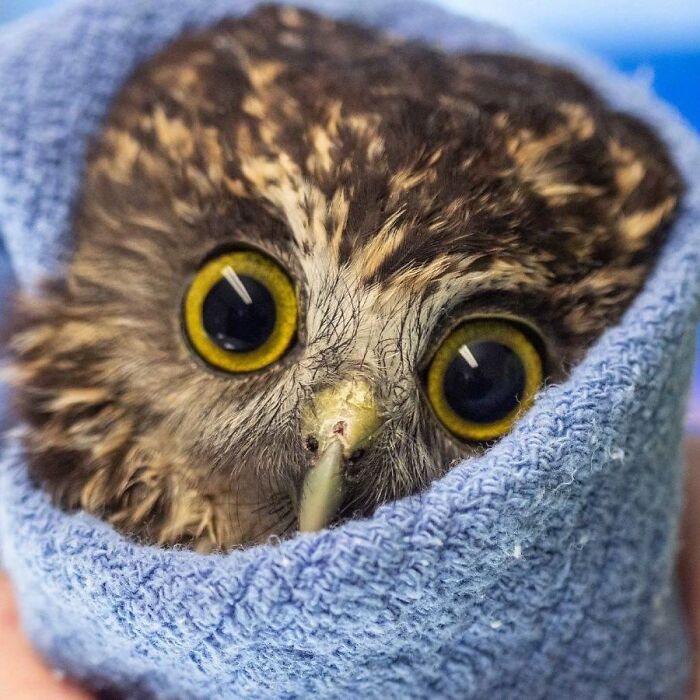 Wait Till You See These Owls Snuggled Up Like Tiny Feathered Burritos!