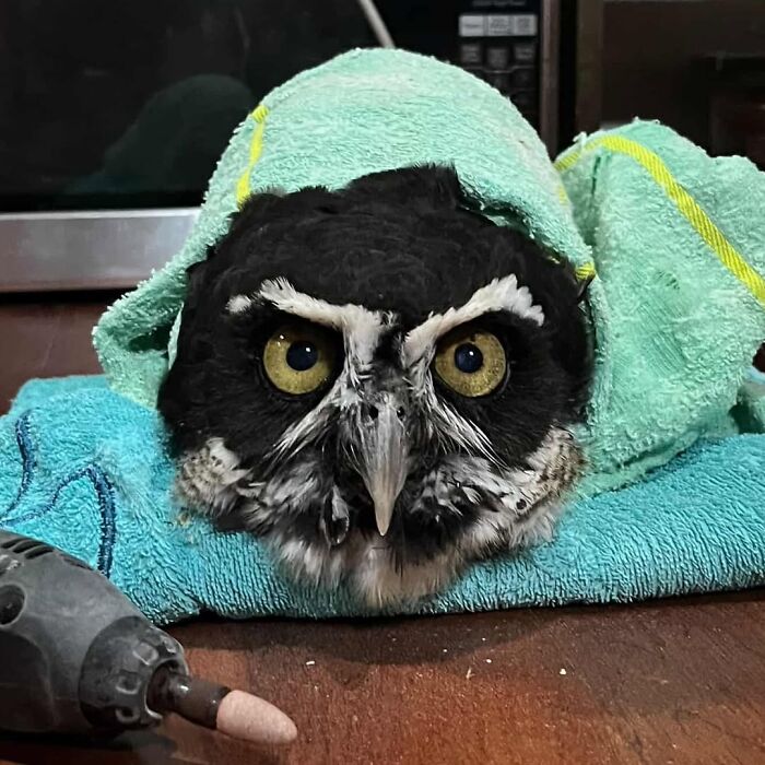 Wait Till You See These Owls Snuggled Up Like Tiny Feathered Burritos!