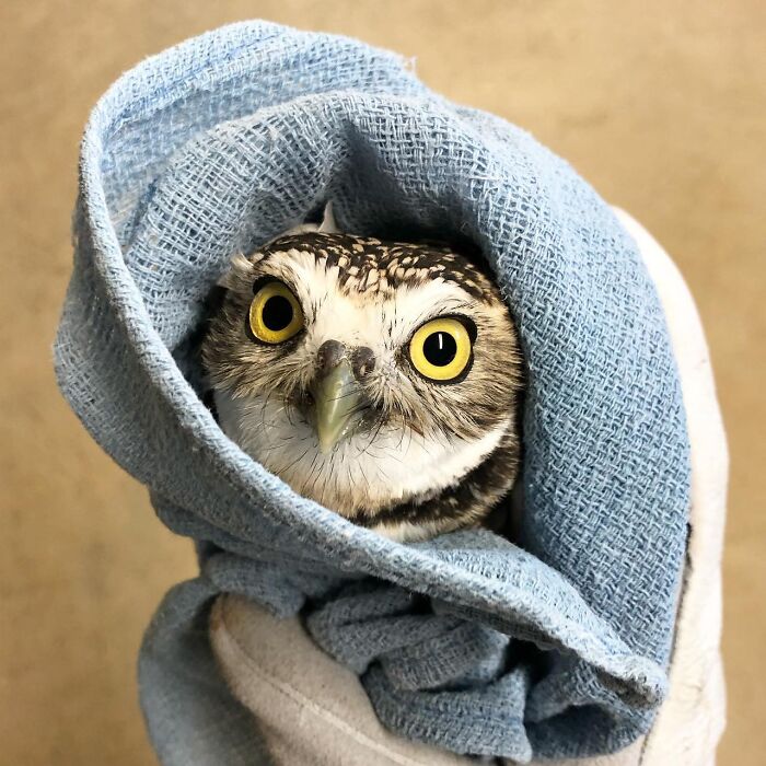 Wait Till You See These Owls Snuggled Up Like Tiny Feathered Burritos!