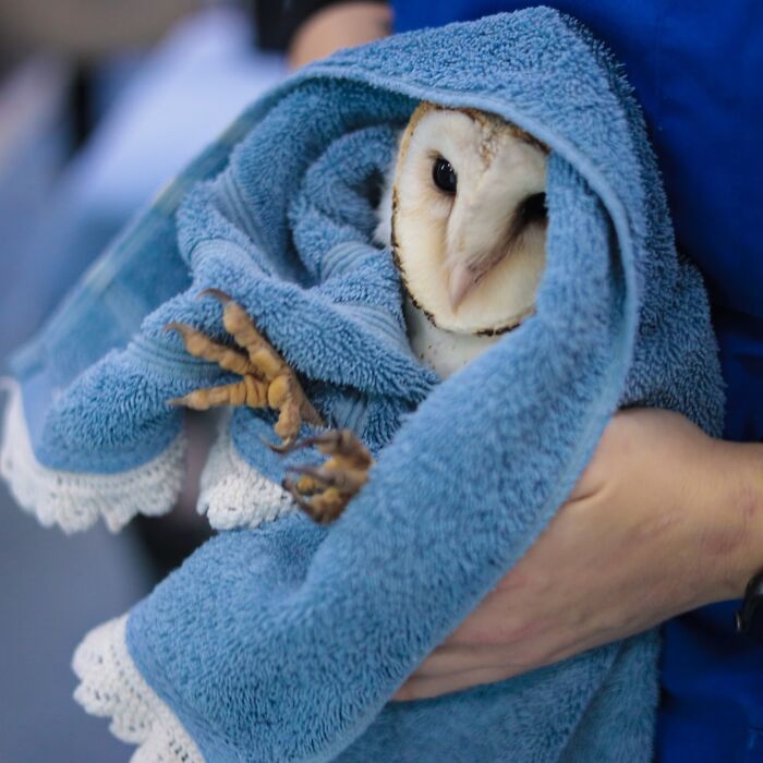 Wait Till You See These Owls Snuggled Up Like Tiny Feathered Burritos!