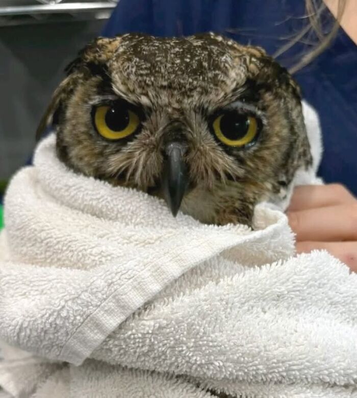 Wait Till You See These Owls Snuggled Up Like Tiny Feathered Burritos!