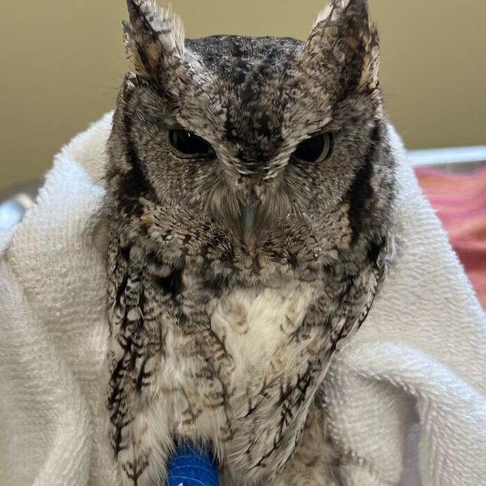 Wait Till You See These Owls Snuggled Up Like Tiny Feathered Burritos!