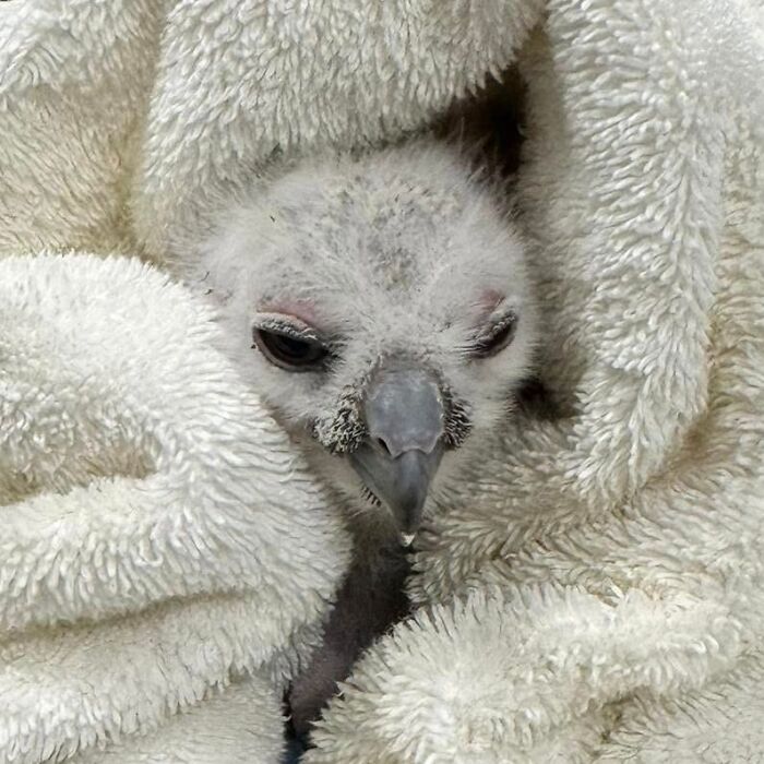 Wait Till You See These Owls Snuggled Up Like Tiny Feathered Burritos!