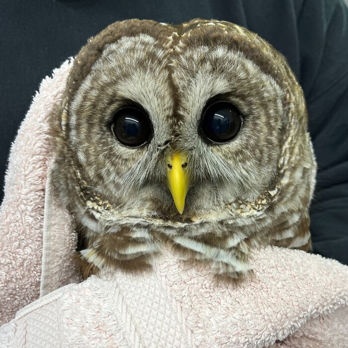 Wait Till You See These Owls Snuggled Up Like Tiny Feathered Burritos!