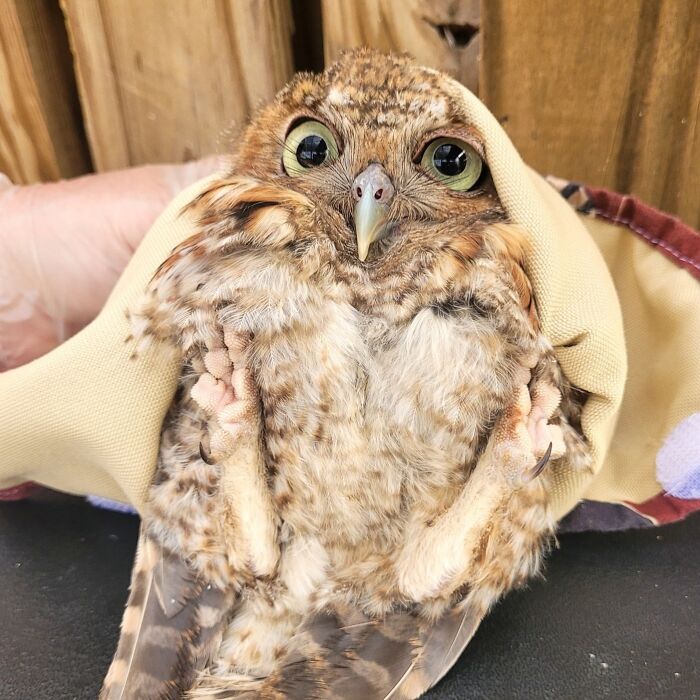 Wait Till You See These Owls Snuggled Up Like Tiny Feathered Burritos!