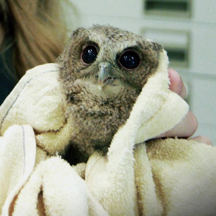 Wait Till You See These Owls Snuggled Up Like Tiny Feathered Burritos!