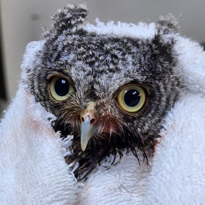 Wait Till You See These Owls Snuggled Up Like Tiny Feathered Burritos!