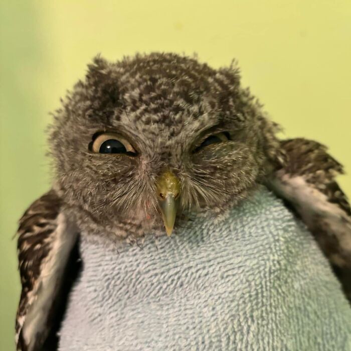 Wait Till You See These Owls Snuggled Up Like Tiny Feathered Burritos!