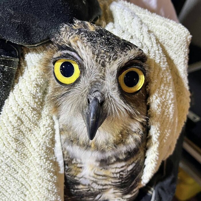 Wait Till You See These Owls Snuggled Up Like Tiny Feathered Burritos!