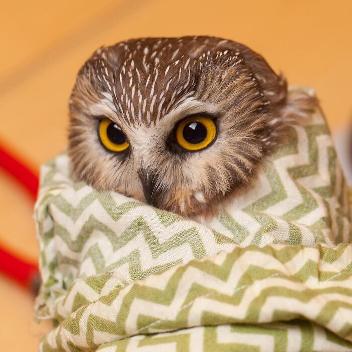 Wait Till You See These Owls Snuggled Up Like Tiny Feathered Burritos!