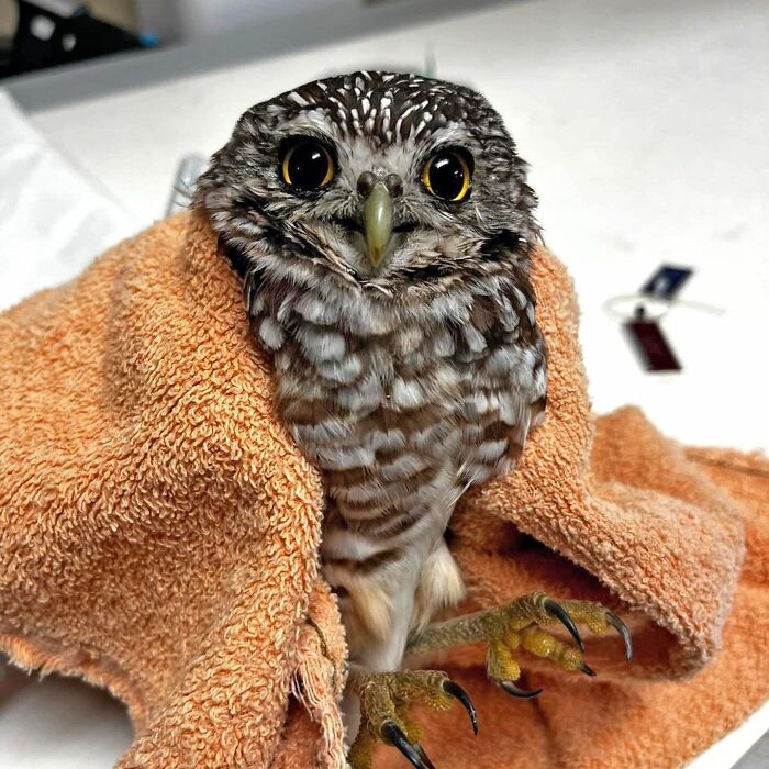 Wait Till You See These Owls Snuggled Up Like Tiny Feathered Burritos!