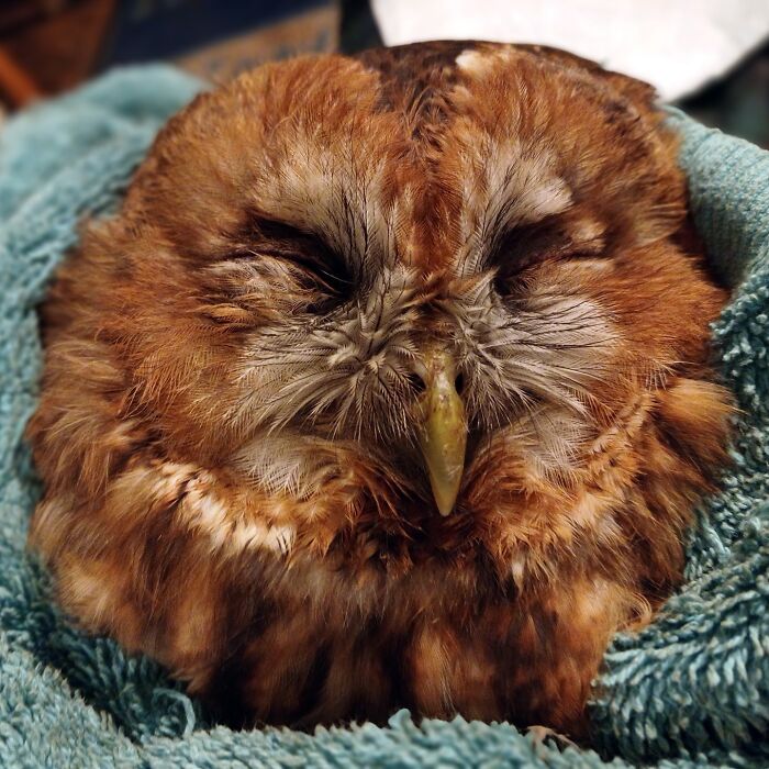 Wait Till You See These Owls Snuggled Up Like Tiny Feathered Burritos!
