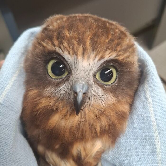 Wait Till You See These Owls Snuggled Up Like Tiny Feathered Burritos!