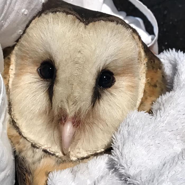 Wait Till You See These Owls Snuggled Up Like Tiny Feathered Burritos!