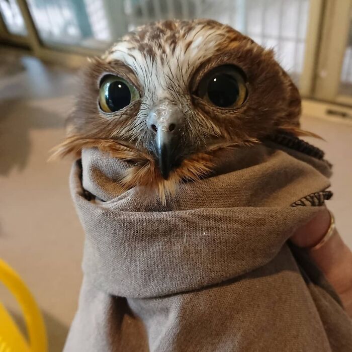 Wait Till You See These Owls Snuggled Up Like Tiny Feathered Burritos!