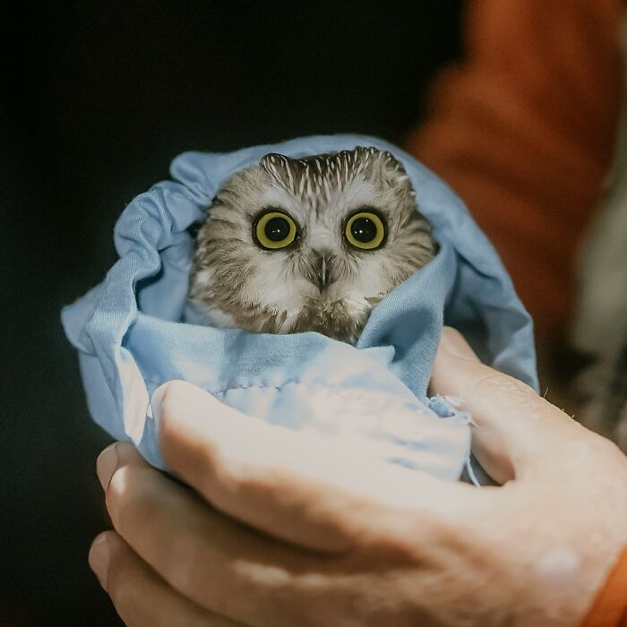 Wait Till You See These Owls Snuggled Up Like Tiny Feathered Burritos!