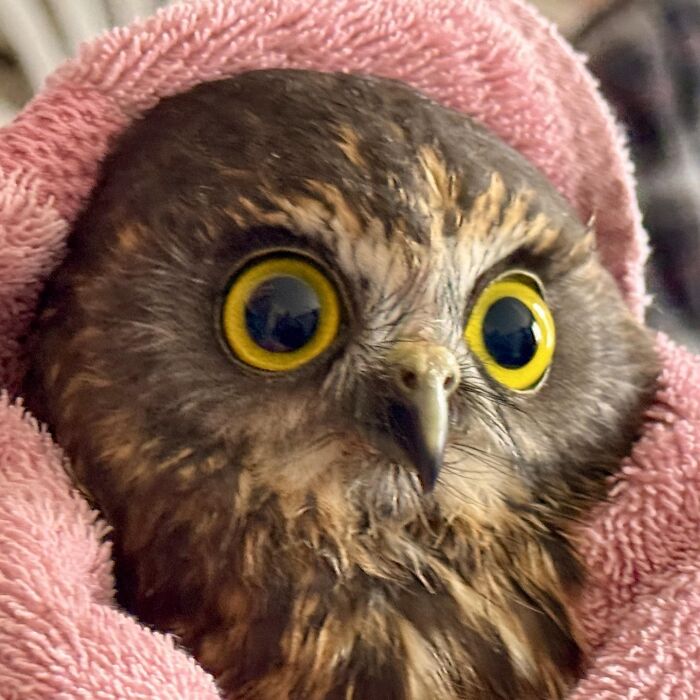 Wait Till You See These Owls Snuggled Up Like Tiny Feathered Burritos!