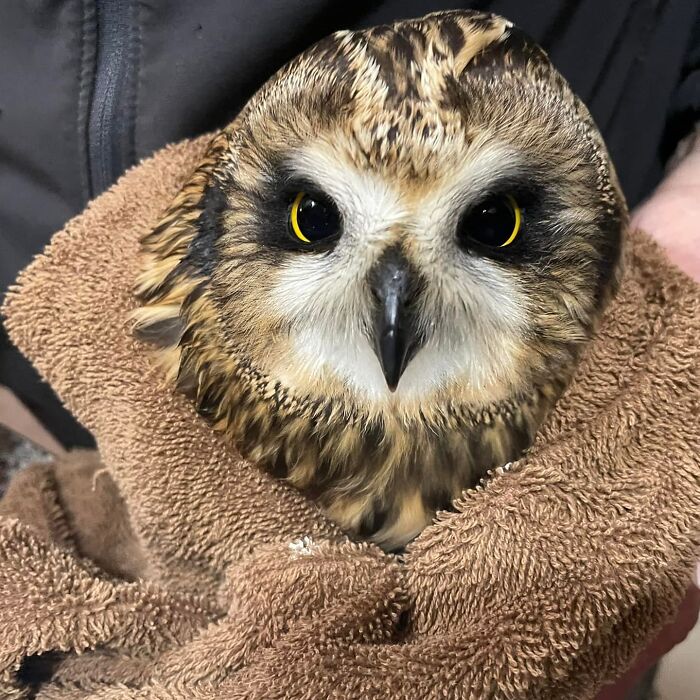 Wait Till You See These Owls Snuggled Up Like Tiny Feathered Burritos!