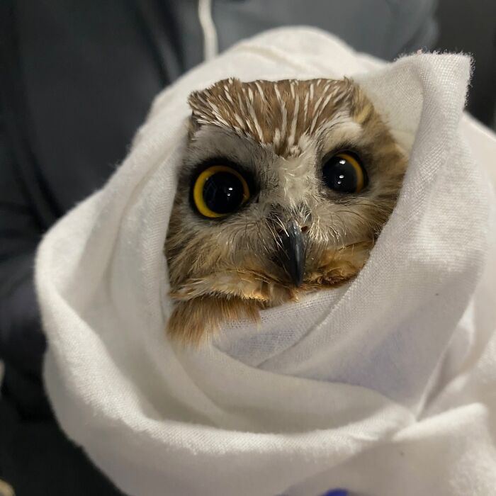 Wait Till You See These Owls Snuggled Up Like Tiny Feathered Burritos!