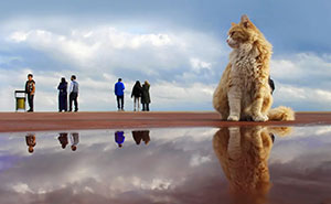 Wait, Cats Taking Over Streets? These Pics Are Purr-fectly Amazing!