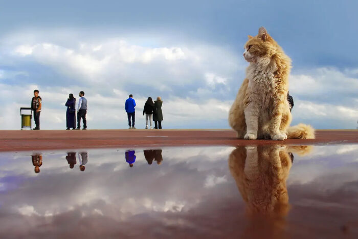 Wait, Cats Taking Over Streets? These Pics Are Purr-fectly Amazing!