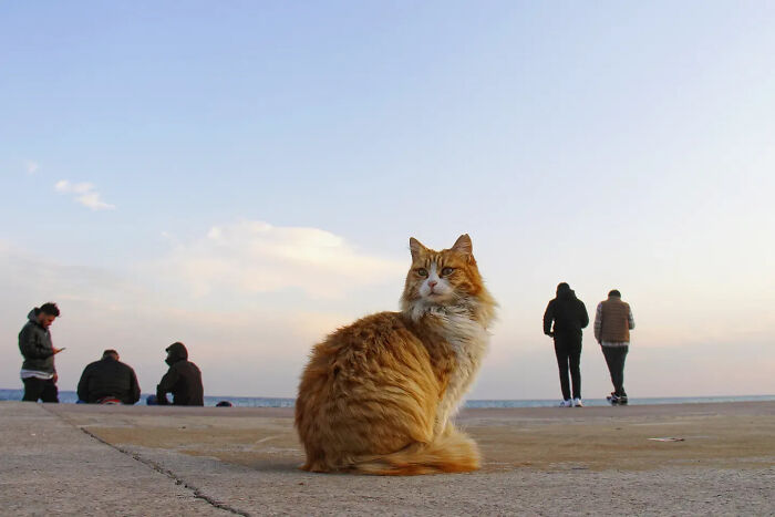 Wait, Cats Taking Over Streets? These Pics Are Purr-fectly Amazing!
