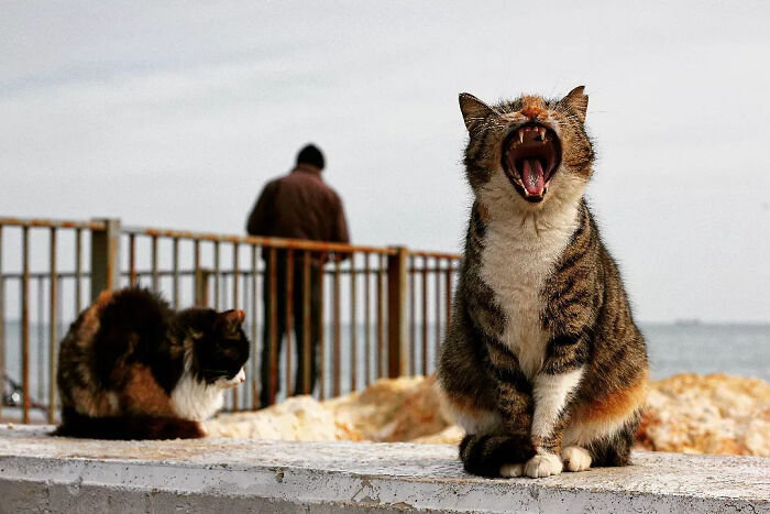 Wait, Cats Taking Over Streets? These Pics Are Purr-fectly Amazing!