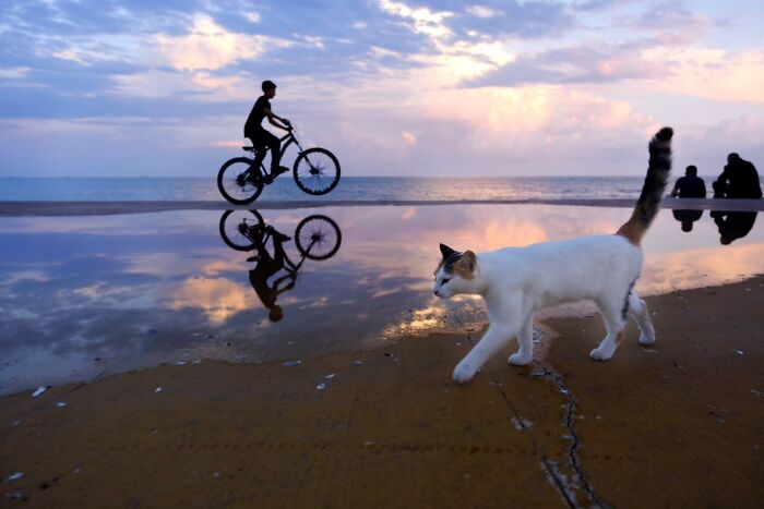 Wait, Cats Taking Over Streets? These Pics Are Purr-fectly Amazing!