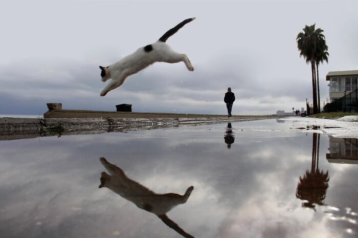 Wait, Cats Taking Over Streets? These Pics Are Purr-fectly Amazing!