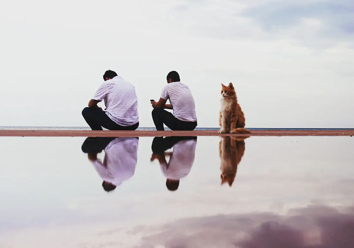 Wait, Cats Taking Over Streets? These Pics Are Purr-fectly Amazing!