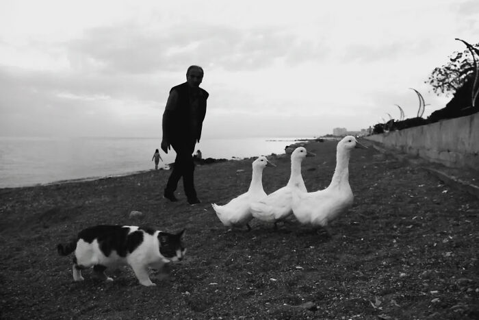 Wait, Cats Taking Over Streets? These Pics Are Purr-fectly Amazing!