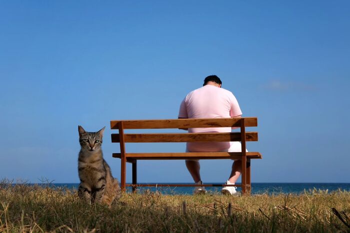 Wait, Cats Taking Over Streets? These Pics Are Purr-fectly Amazing!