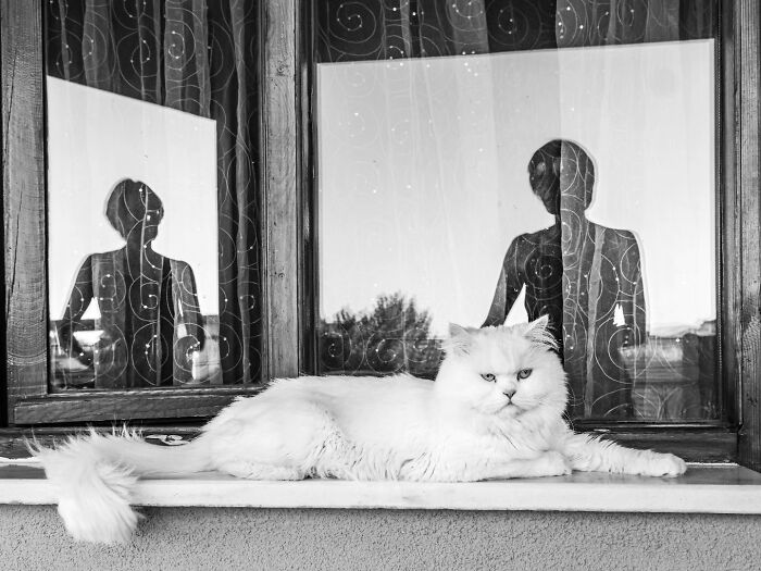 Wait, Cats Taking Over Streets? These Pics Are Purr-fectly Amazing!