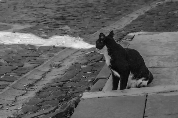 Wait, Cats Taking Over Streets? These Pics Are Purr-fectly Amazing!