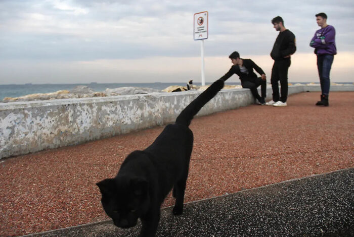 Wait, Cats Taking Over Streets? These Pics Are Purr-fectly Amazing!