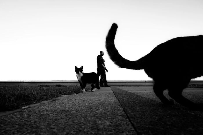 Wait, Cats Taking Over Streets? These Pics Are Purr-fectly Amazing!
