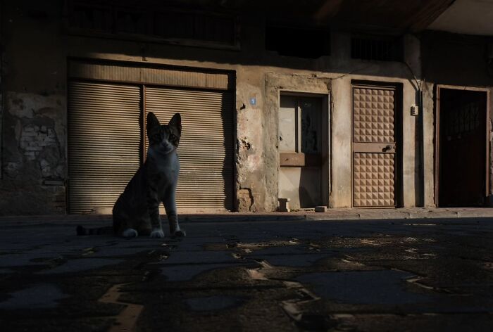 Wait, Cats Taking Over Streets? These Pics Are Purr-fectly Amazing!