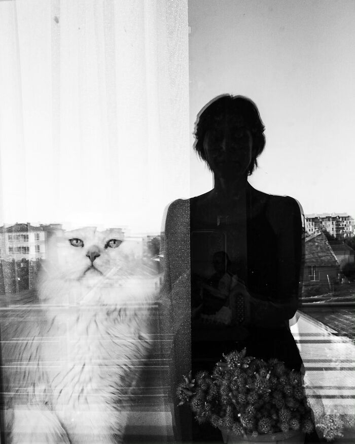 Wait, Cats Taking Over Streets? These Pics Are Purr-fectly Amazing!