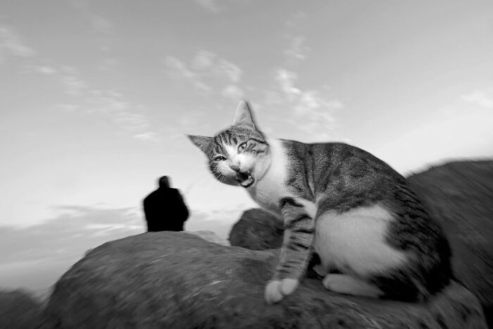Wait, Cats Taking Over Streets? These Pics Are Purr-fectly Amazing!