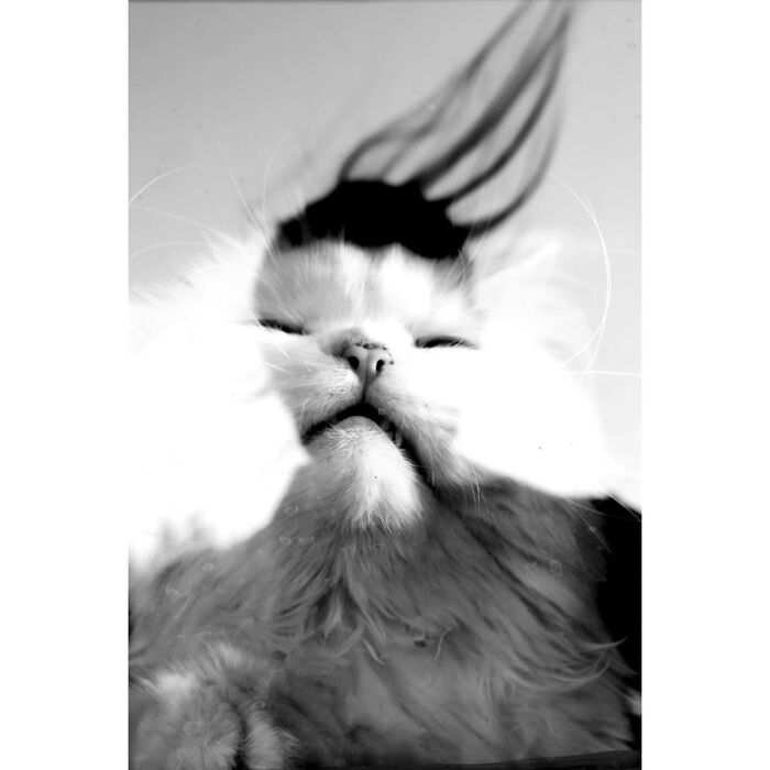 Wait, Cats Taking Over Streets? These Pics Are Purr-fectly Amazing!