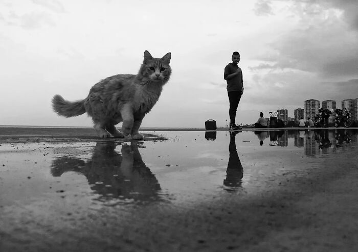Wait, Cats Taking Over Streets? These Pics Are Purr-fectly Amazing!